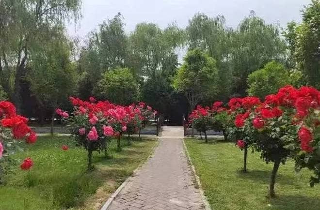 大愛奉正塬,讓思念在這里綿延…… ——奉正塬公墓丁酉年弘揚中華孝道、文明祭掃暨清明公祭公告-西安市奉正塬公墓