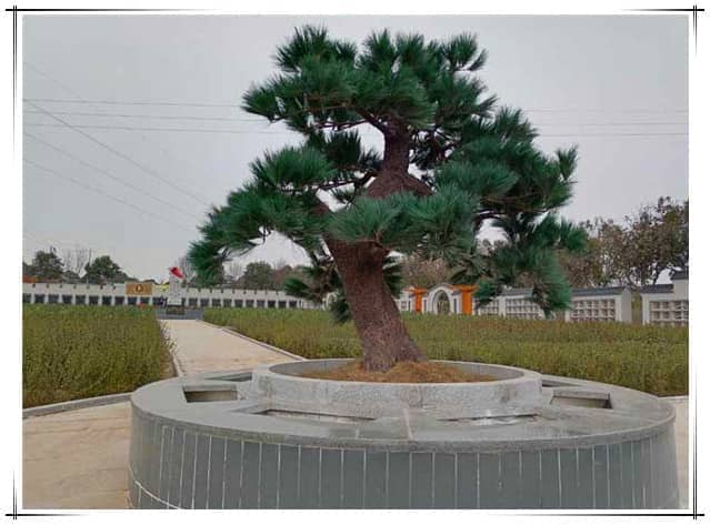 西安漢皇樹葬園合理地安葬逝者，并盡量節約土地資源