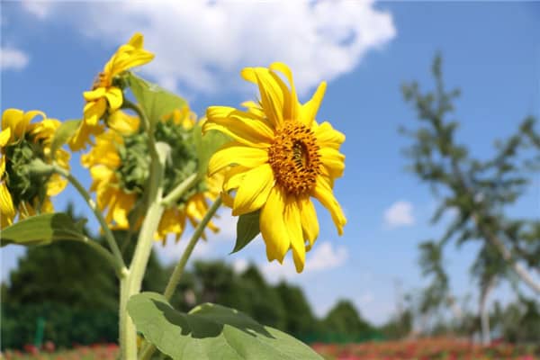 壽陽山墓園的立碑墓和花壇葬各有什么特點，它們之間的區別是什么？