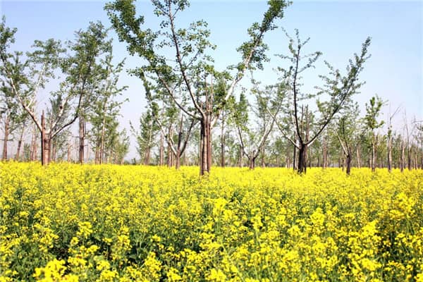 西安長安區壽陽山墓園售價，選擇我們
