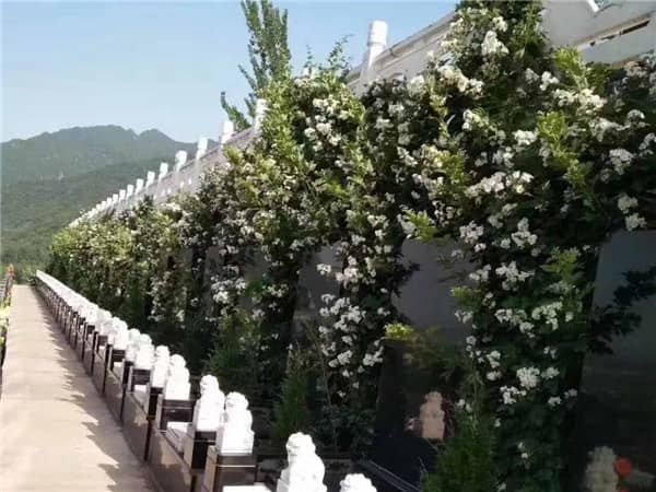 西安九龍山墓地的地理位置有何獨特之處,對墓地選擇有何影響?