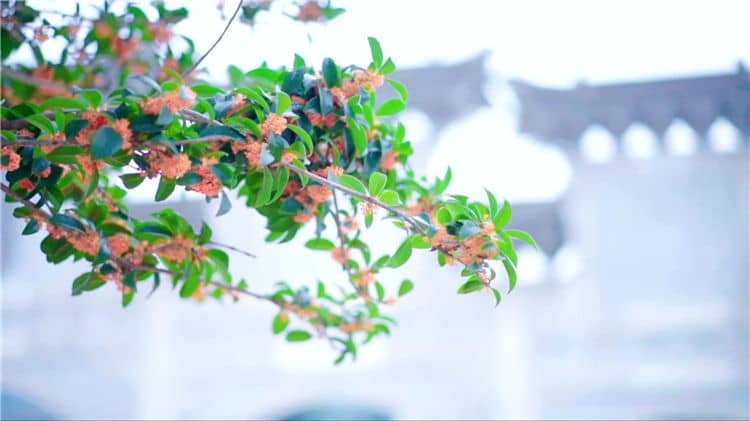 如果我對(duì)西安霸陵墓園的服務(wù)或業(yè)務(wù)有任何疑問,應(yīng)該如何聯(lián)系他們?