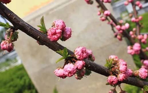 墓地選4號(hào)最建議買嗎？墓地編號(hào)選擇指南